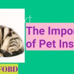 Pet Insurance